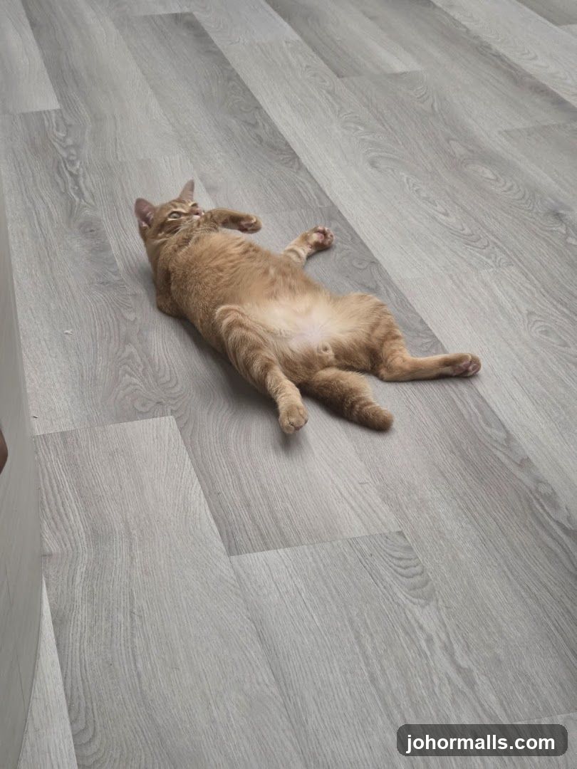 Orange cat lying on floor